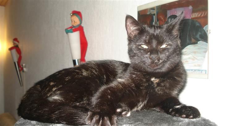 Blanding af racer karla billede 15