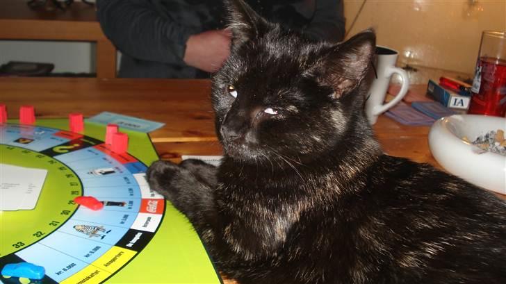 Blanding af racer karla billede 16