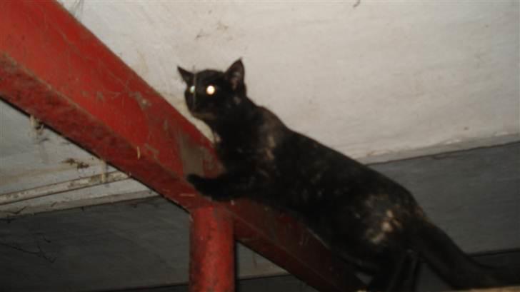 Blanding af racer karla billede 17