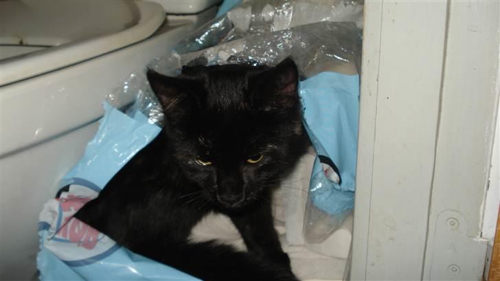 Blanding af racer karla billede 18