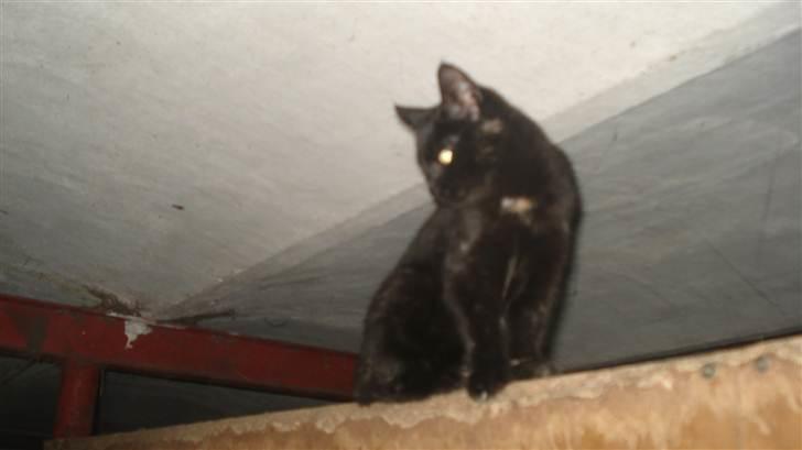 Blanding af racer karla billede 19