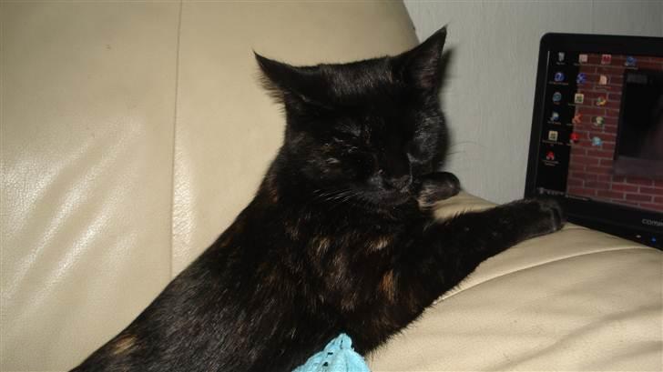 Blanding af racer karla billede 20