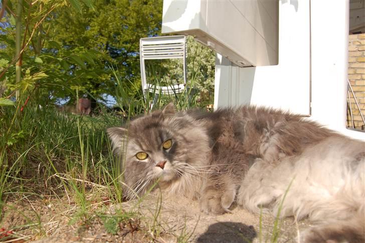 Blanding af racer Bittenøv billede 1