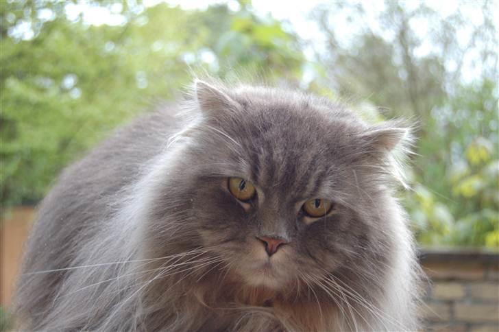 Blanding af racer Bittenøv billede 2