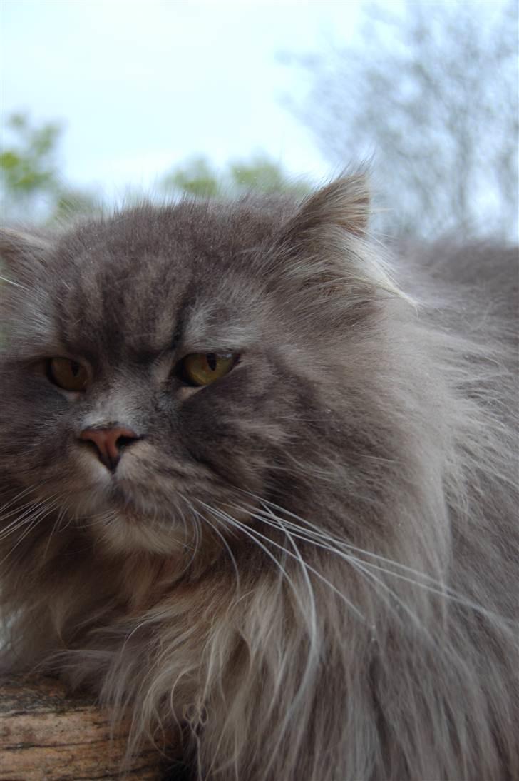 Blanding af racer Bittenøv billede 3