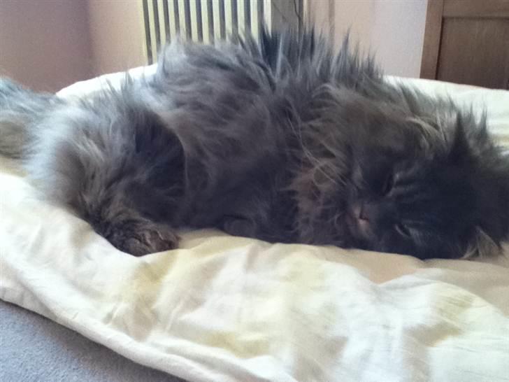 Blanding af racer Bittenøv billede 4