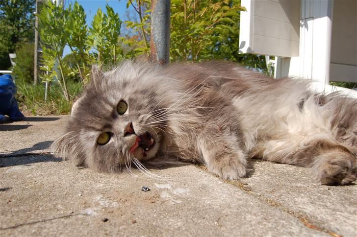 Blanding af racer Bittenøv billede 5