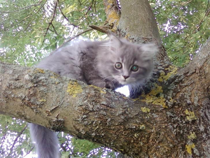 Blanding af racer Bittenøv - Bittenøv som killing :´)! billede 6