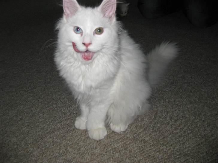 Maine Coon Futte  - Futte 6 mdr. billede 5