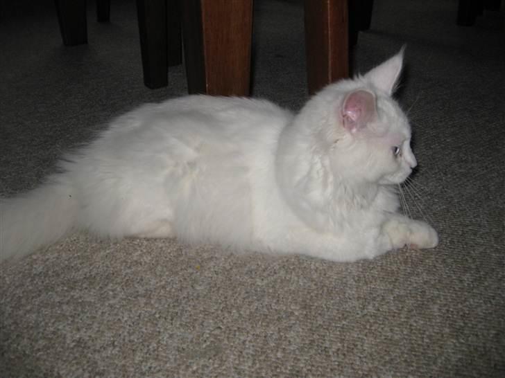 Maine Coon Futte  - Futte 6 mdr. billede 6