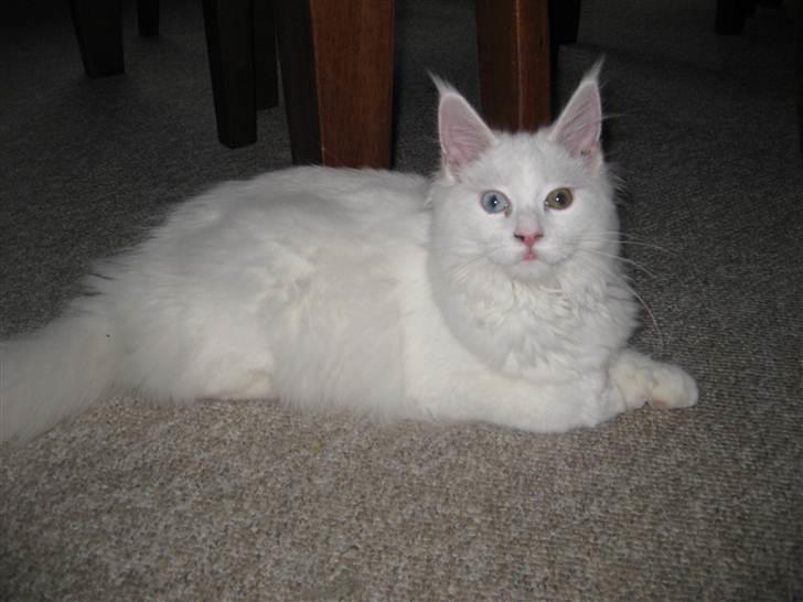 Maine Coon Futte  - Futte 6 mdr. billede 7