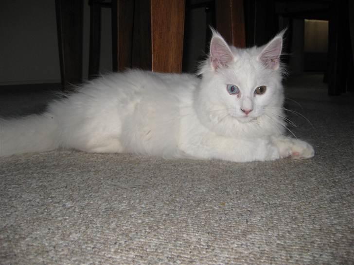 Maine Coon Futte  - Futte 6 mdr. billede 8