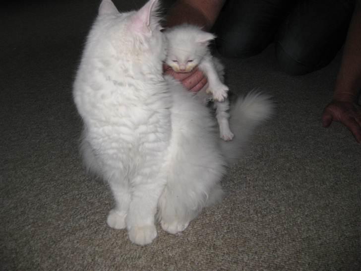 Maine Coon Futte  - Futte 6 mdr. billede 9