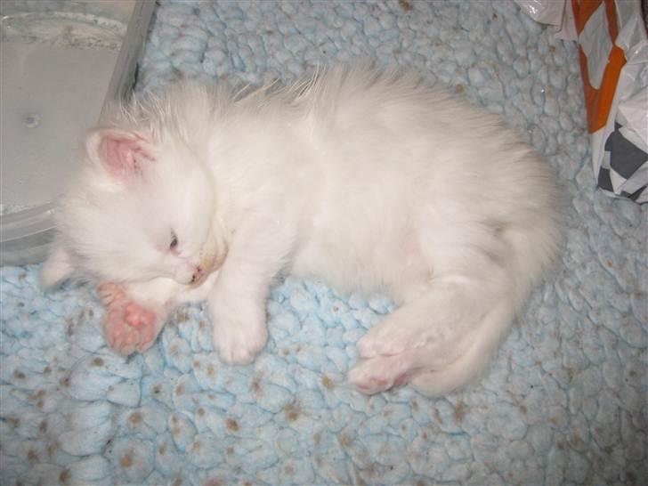 Maine Coon Futte  - Futte da hun var baby :-) billede 10