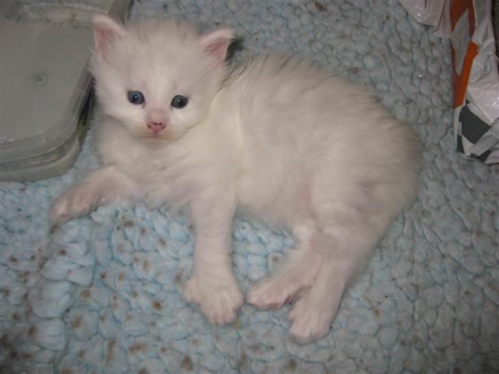 Maine Coon Futte  - Futte da hun var baby :-) billede 11