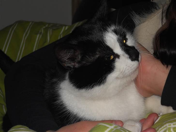 Huskat Trillo billede 18