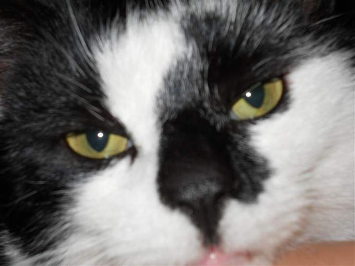 Huskat Trillo billede 19