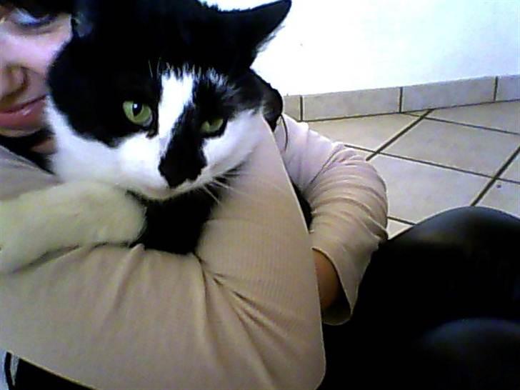 Huskat Trillo billede 20