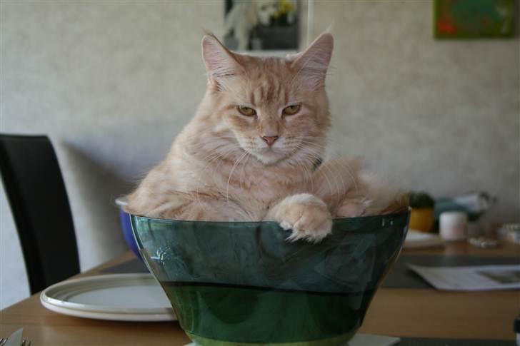 Maine Coon Pink Panther - Ohh... Just Kill me... a woman should not tell her weight..!! billede 14