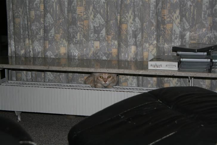 Maine Coon Pink Panther - Hide and seek-. billede 15