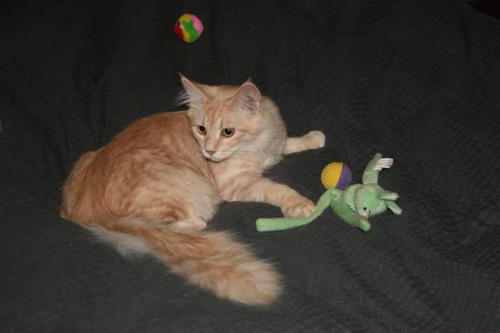 Maine Coon Pink Panther billede 16