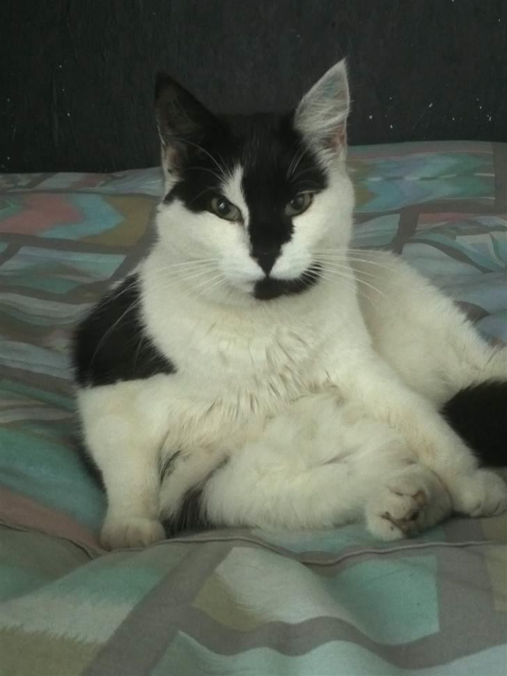 Huskat Sunshine - Hej mors mis :)  billede 2