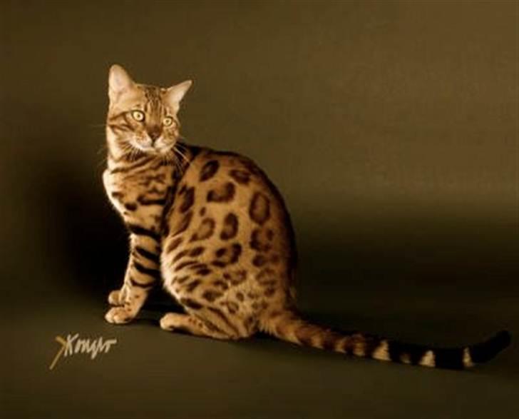 Bengal R.I.P. Captain  billede 2