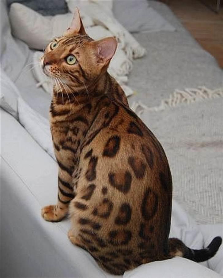 Bengal R.I.P. Captain  billede 4