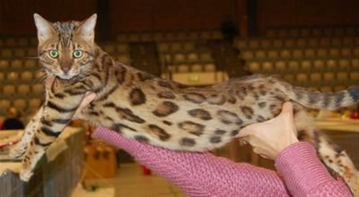 Bengal R.I.P. Captain  billede 1