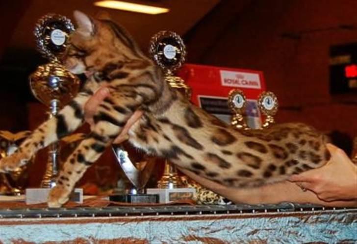 Bengal R.I.P. Captain  billede 6