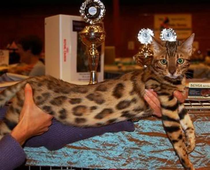 Bengal R.I.P. Captain  billede 7