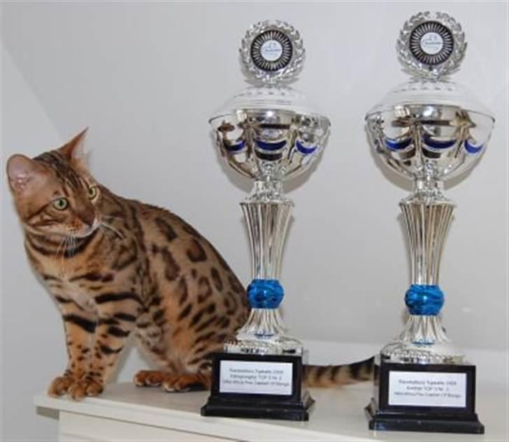 Bengal R.I.P. Captain  billede 8