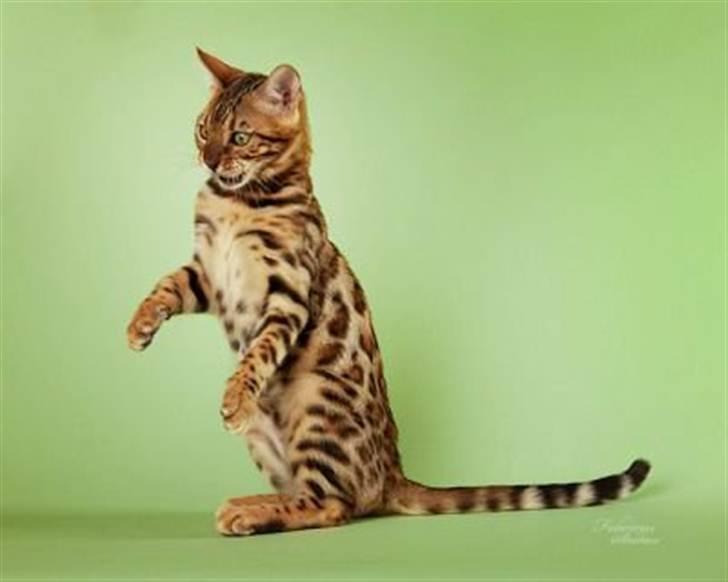 Bengal R.I.P. Captain  billede 9