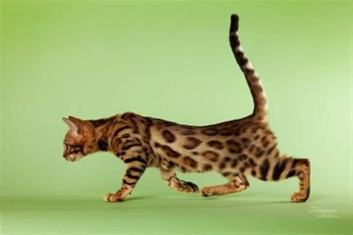 Bengal R.I.P. Captain  billede 10