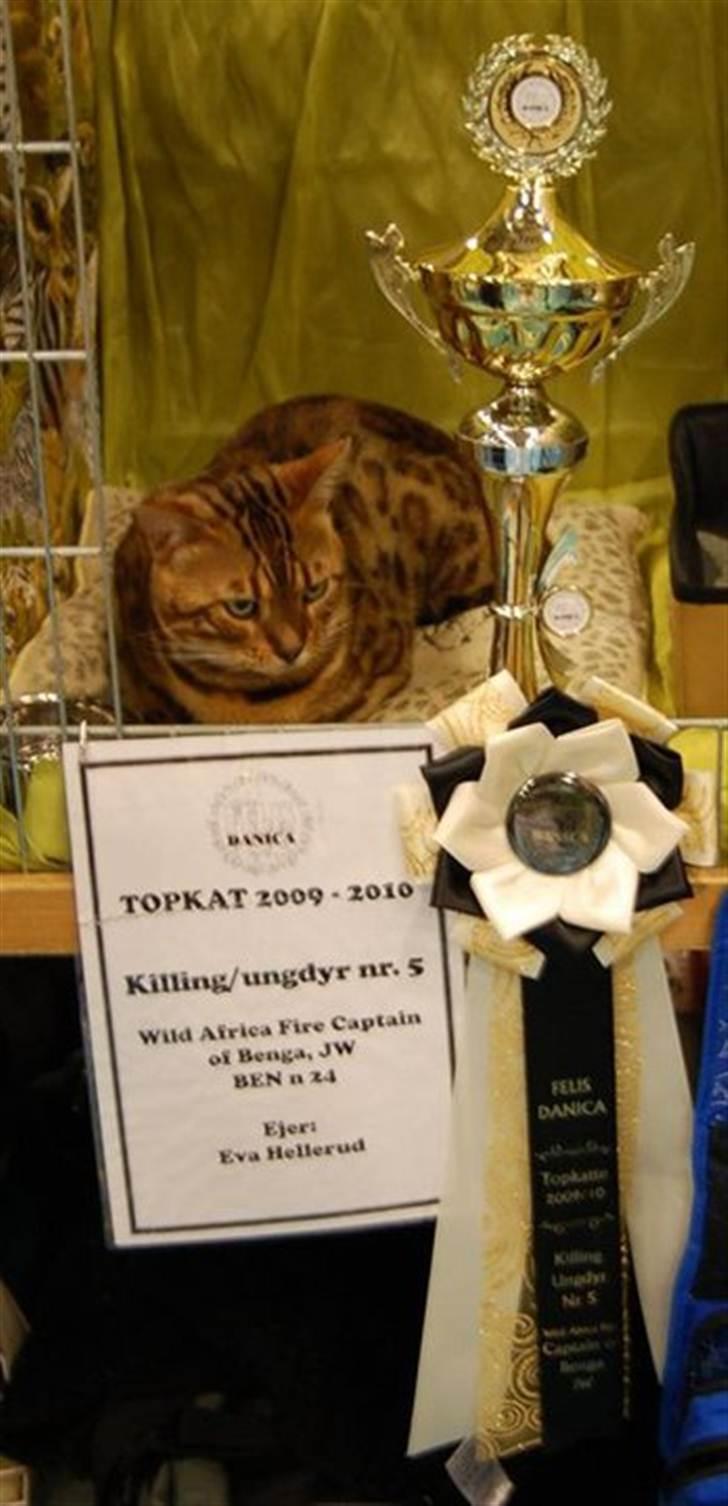 Bengal R.I.P. Captain  billede 13