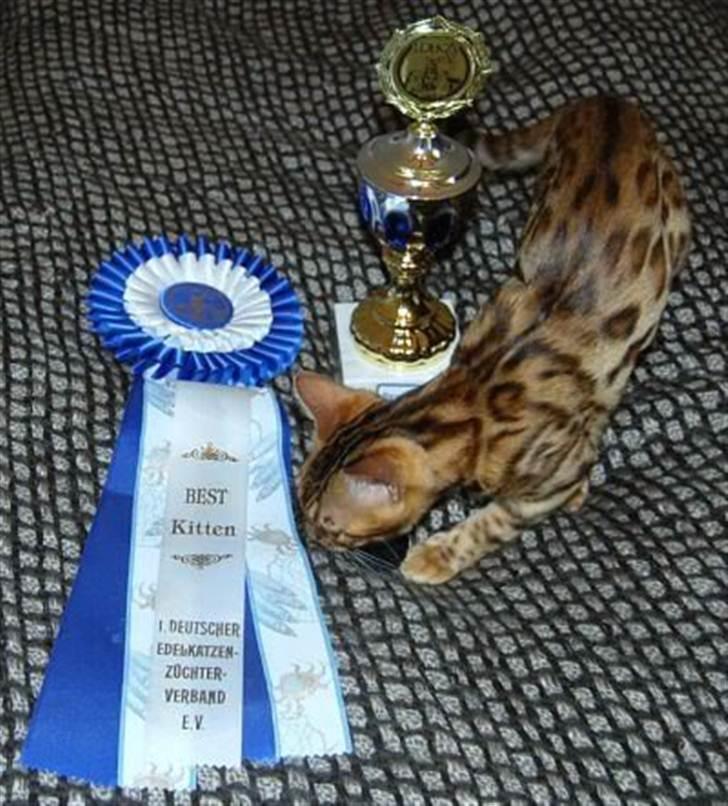 Bengal R.I.P. Captain  billede 14