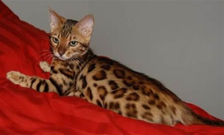 Bengal R.I.P. Captain  billede 15