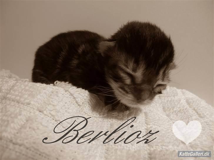 Blanding af racer Berlioz billede 4