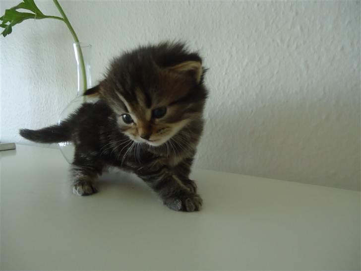 Blanding af racer Berlioz billede 9