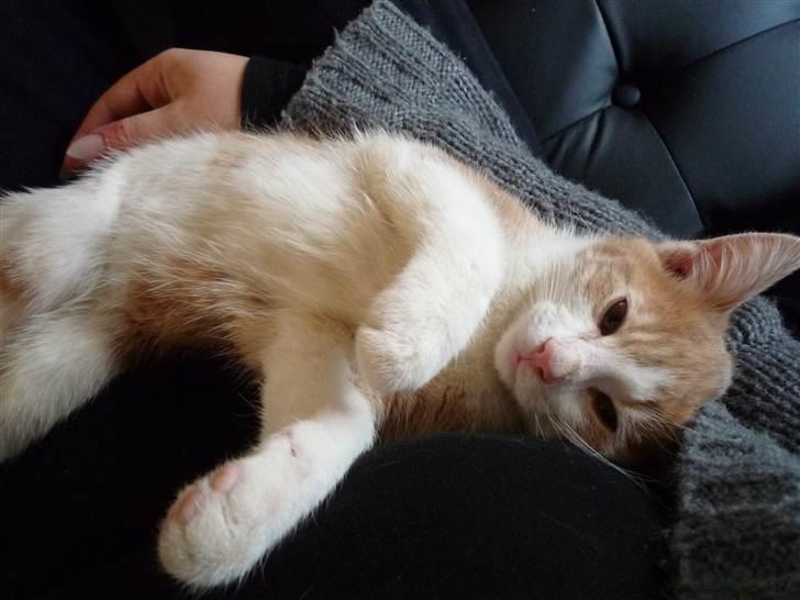 Blanding af racer Zeze Tigermis billede 5