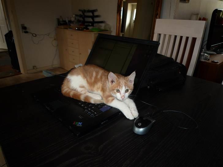 Blanding af racer Zeze Tigermis billede 6