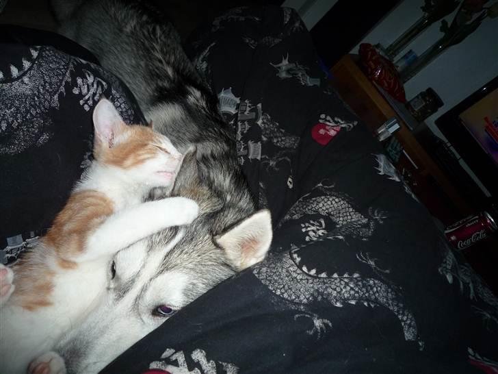 Blanding af racer Zeze Tigermis - leg med Diva billede 7