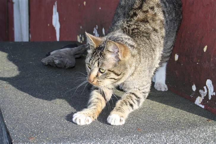 Huskat Nanna-Else - Taget i dag den 5 maj :) billede 6