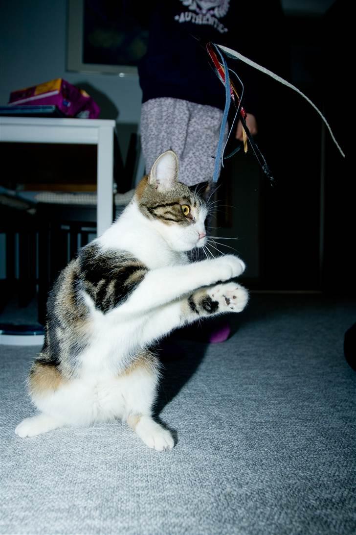 Huskat Futte billede 12