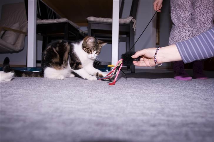 Huskat Futte billede 13