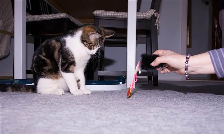 Huskat Futte billede 14