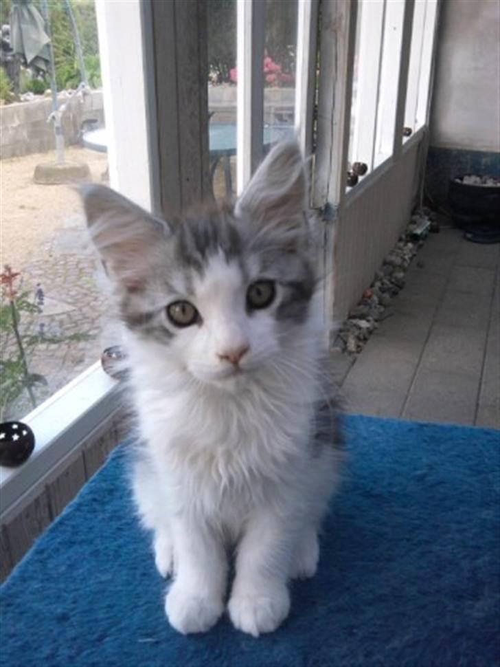 Maine Coon zana mokai billede 1