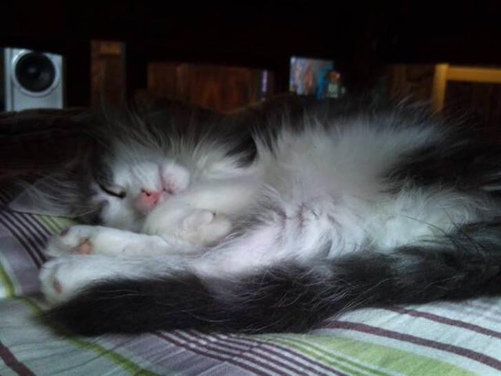Maine Coon zana mokai billede 2