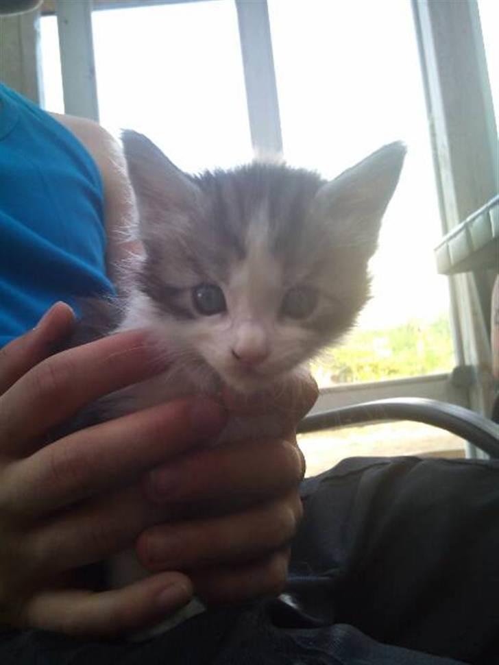 Maine Coon zana mokai billede 3