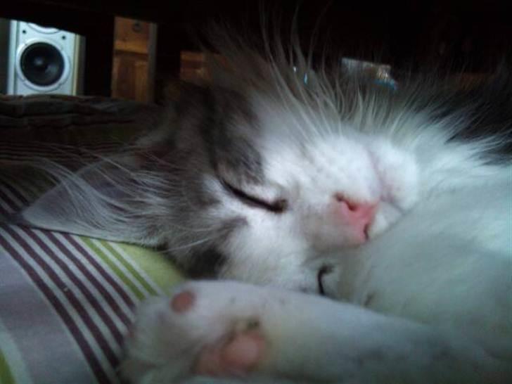 Maine Coon zana mokai billede 4